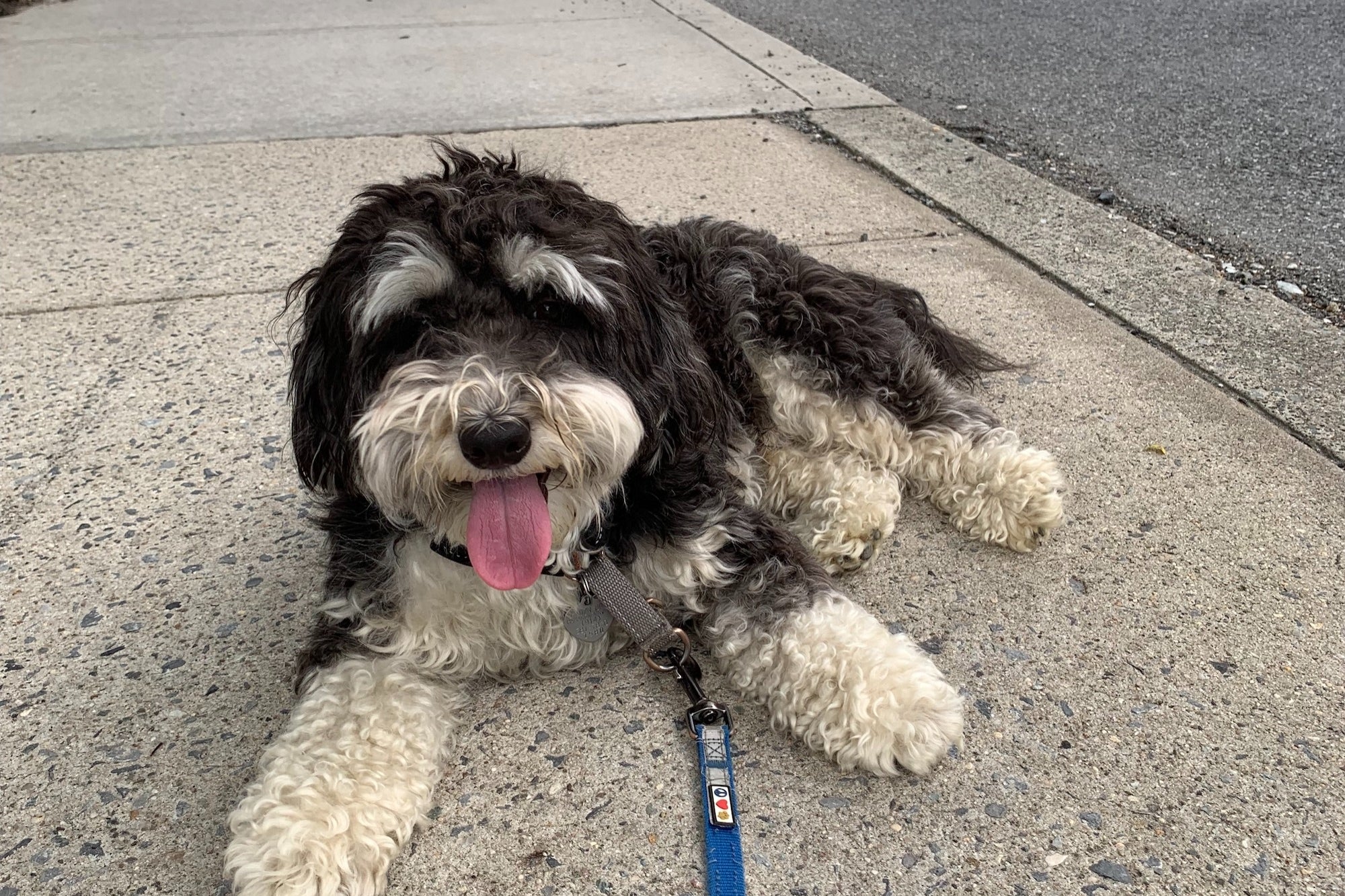 These Dog Walkers Are Making $100,000 a Year