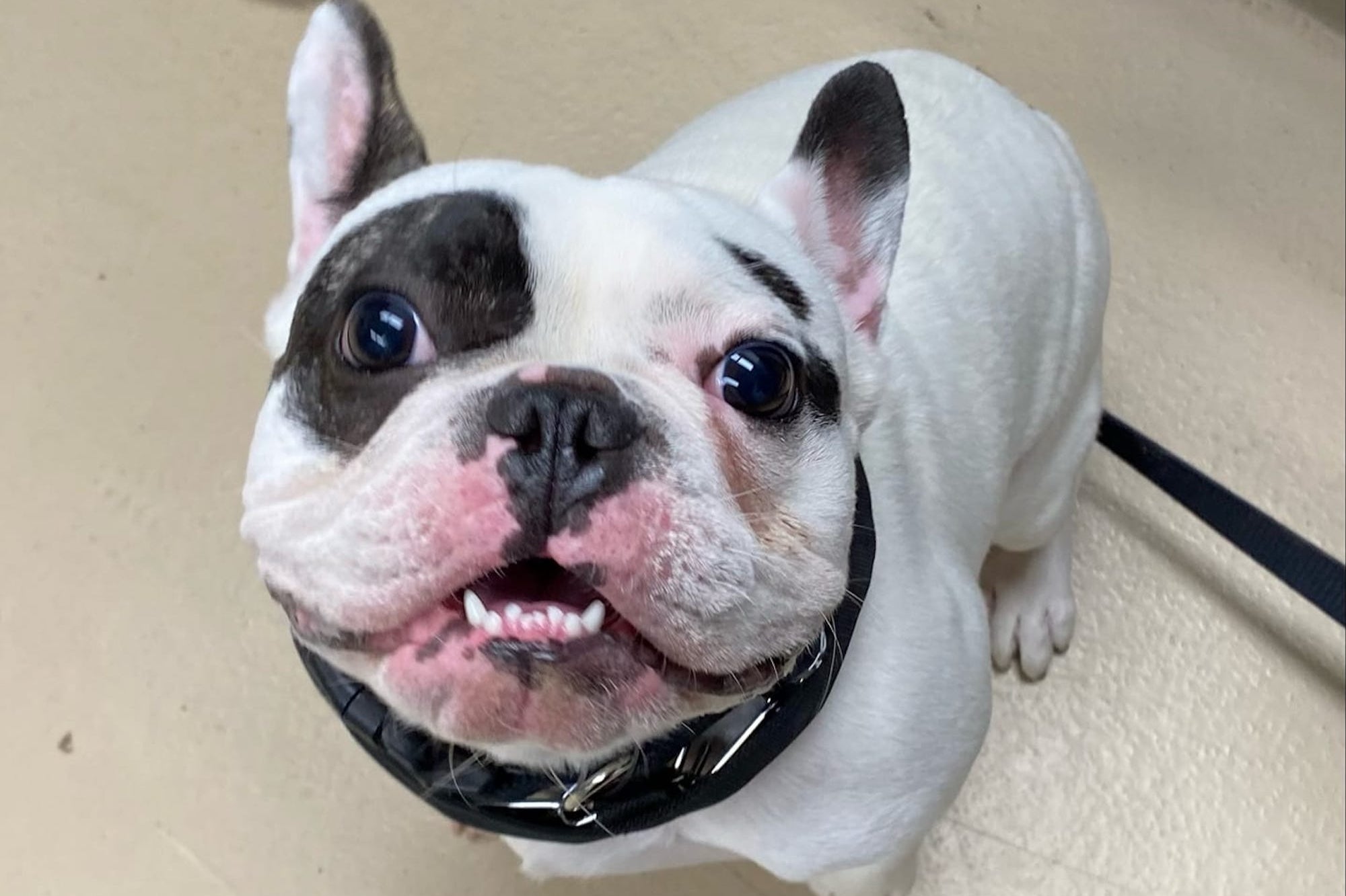 Animal Shelter Advertisement Goes Viral After Hilariously Calling 'Jerk' Dog a 'Fire-Breathing Demon'