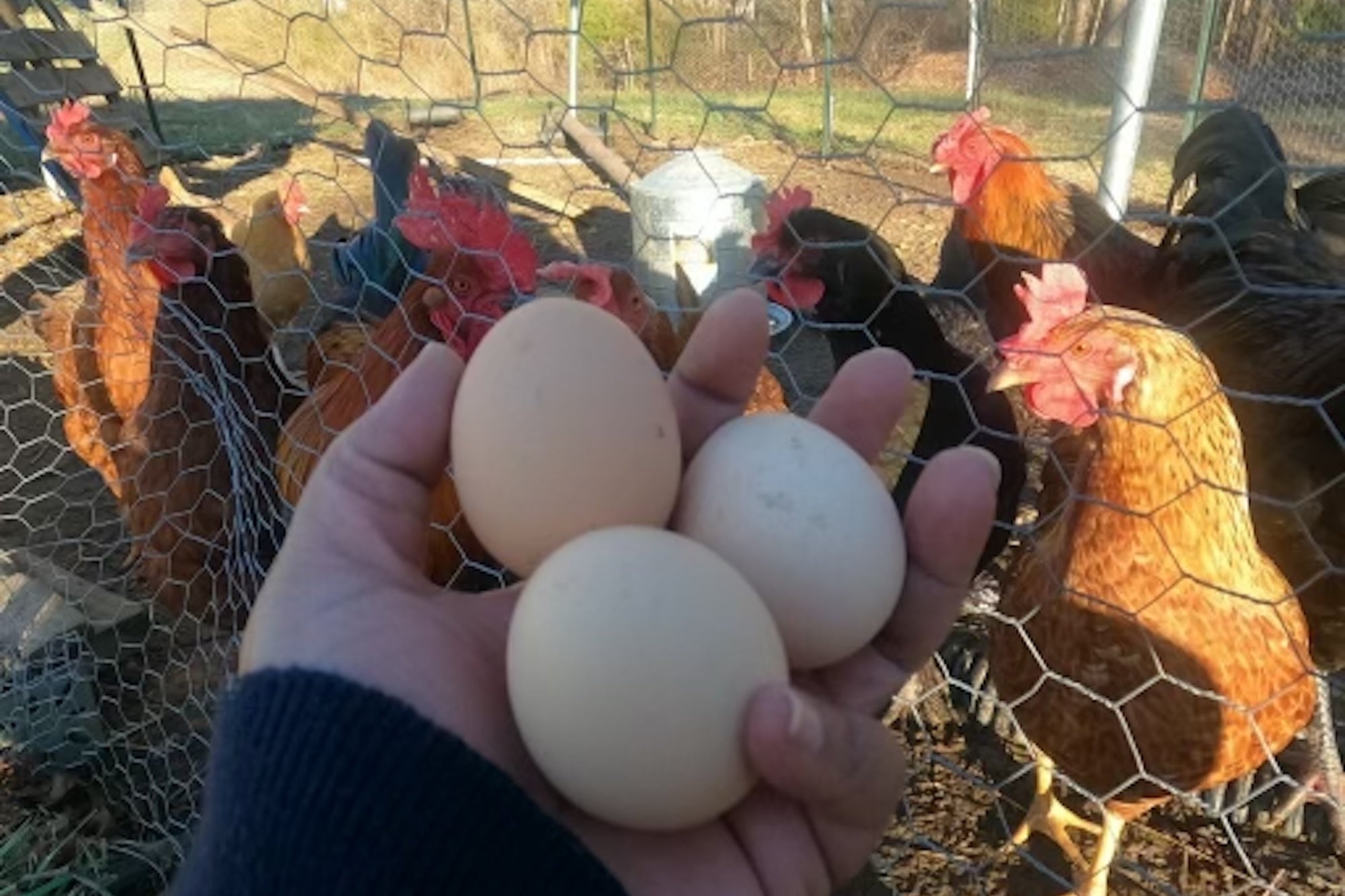 'Just Manic For Eggs Right Now': This Farm Has a Waiting List for Fresh Eggs
