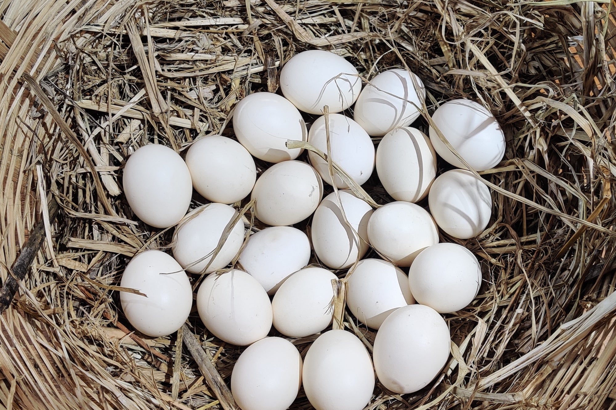 Egg Prices For Wholesale Have Dropped 52% — Here's What That Could Mean For Your Grocery Bill