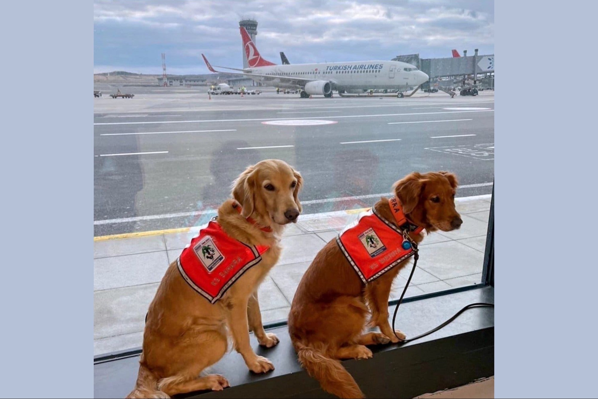 'The Least We Could Do': Turkish Airlines Flew Rescue Dogs Who Helped With Earthquake In Syria And Turkey In Business Class