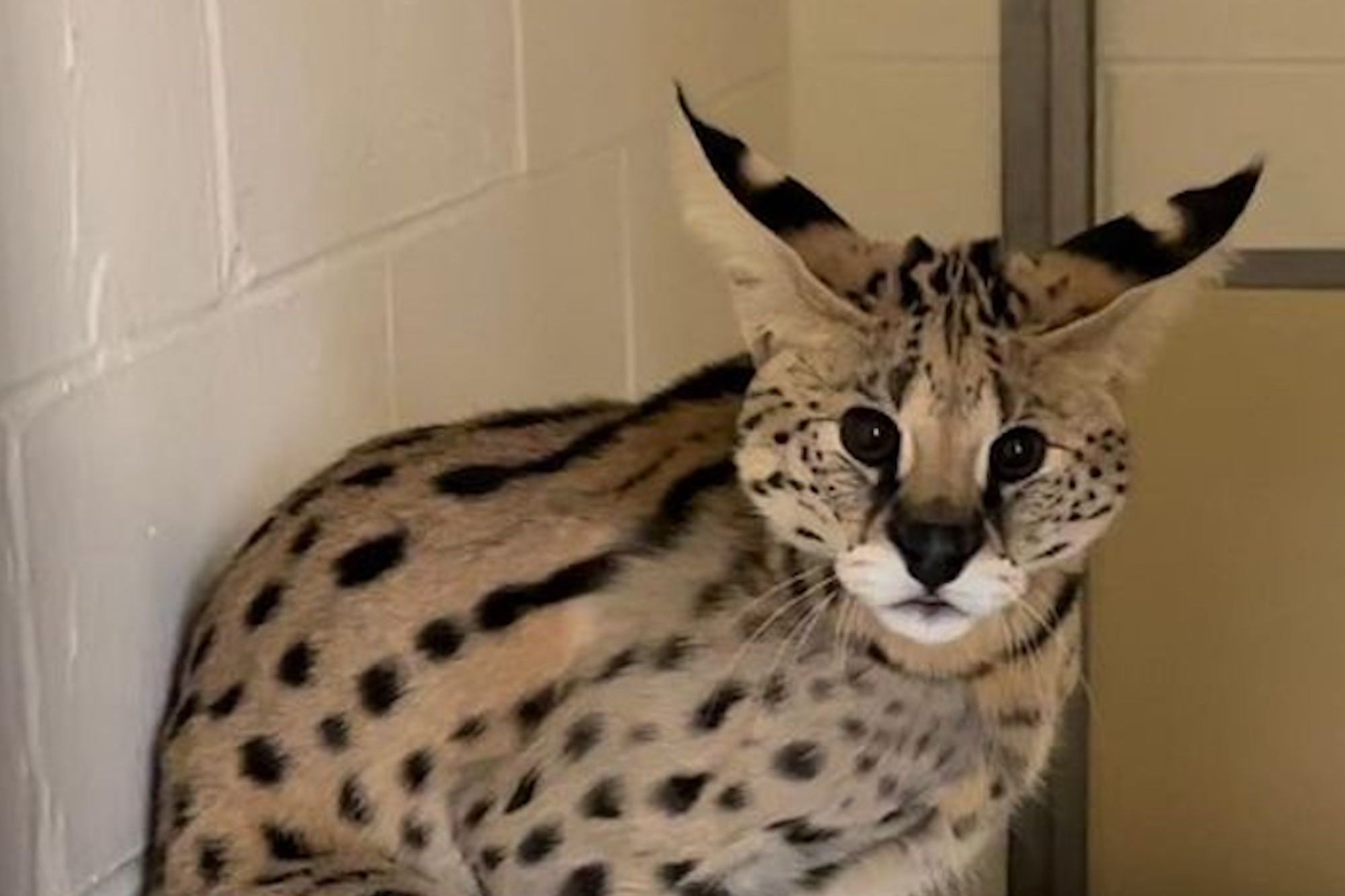 The 'Cocaine Cat' Is Recovering at Cincinnati Zoo as a 'Cat Ambassador.'