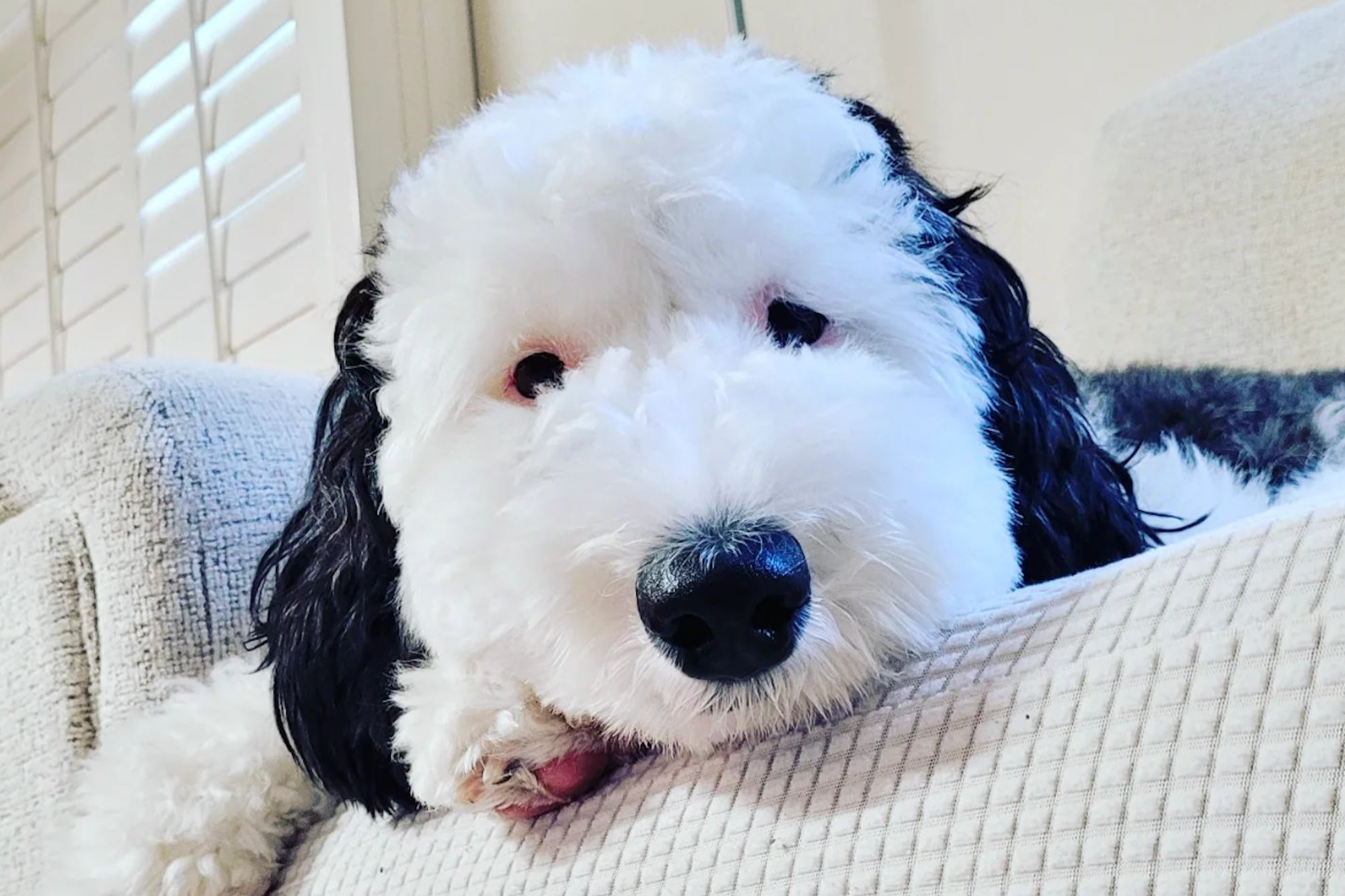 The Internet Can't Get Enough of This Real Life Snoopy Dog: 'My Childhood Dream Come True'