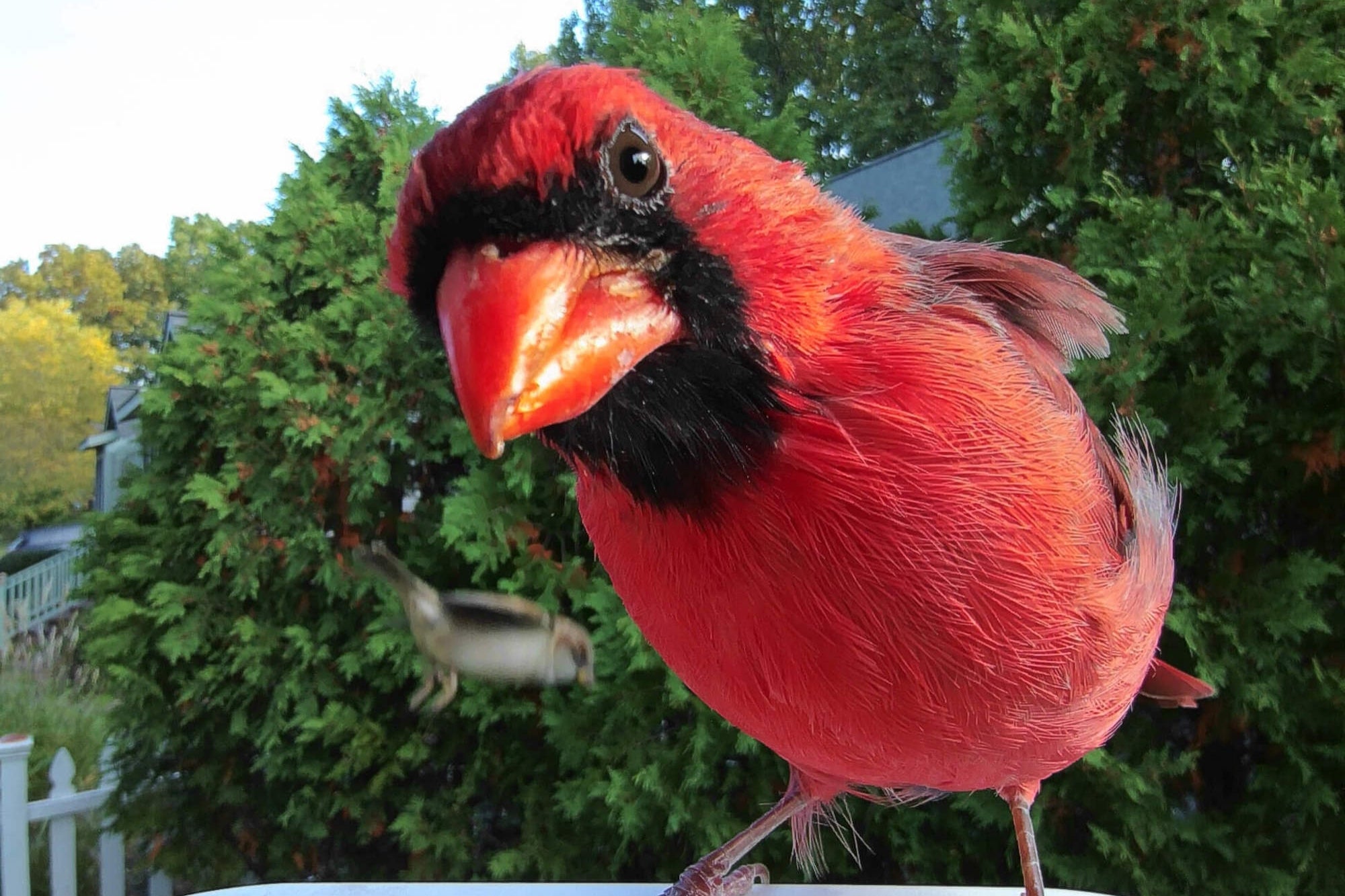 This AI-Powered Feeder Takes Ridiculously Cool Photos of Birds in Your Backyard