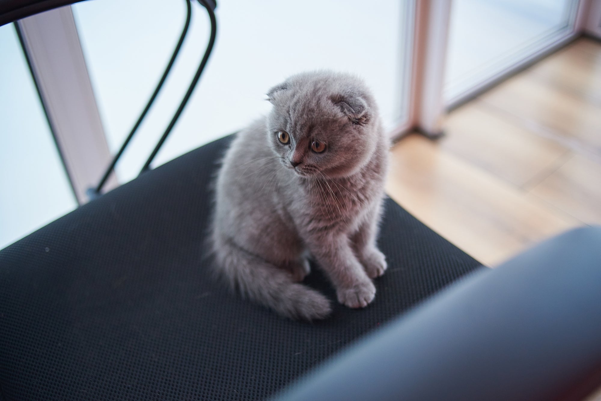 Why Cat Videos Are Your Number One Competitor — And How You Can Beat Them