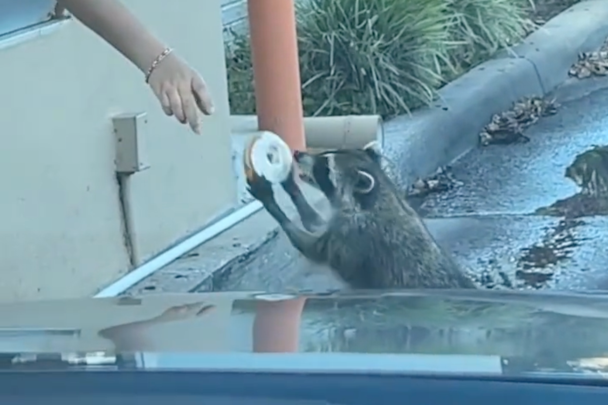 Raccoon Adorably Orders A Donut From Dunkin' Drive Thru: 'Little Gentleman'