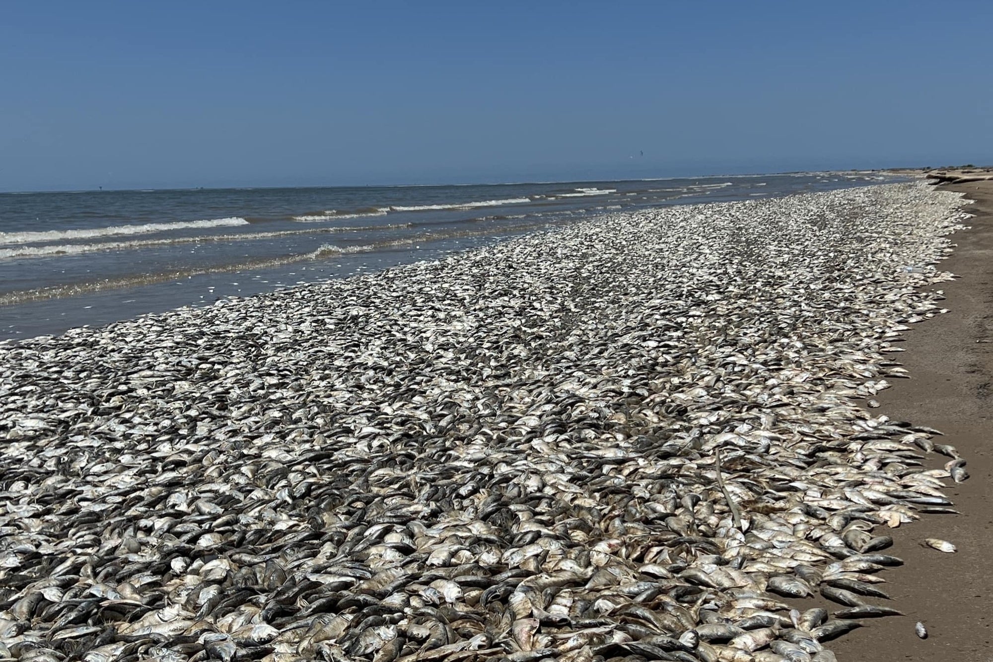 'Massive Grave of Dead Fish': What's Happening on Texas Beaches?