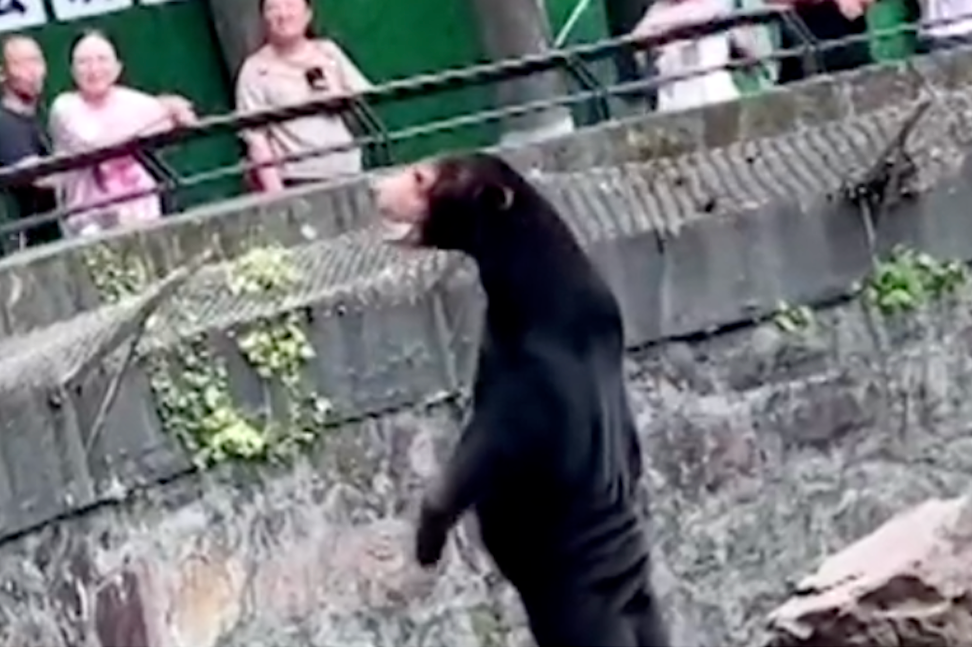 Chinese Zoo Denies That Bear in Enclosure Is Really a Human in Costume