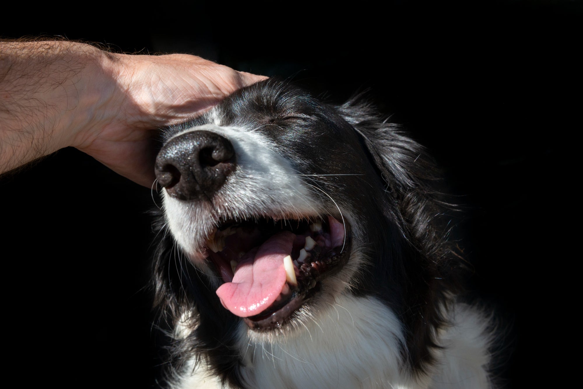 Petting Another Person's Dog for 10 Minutes Can Reduce Stress