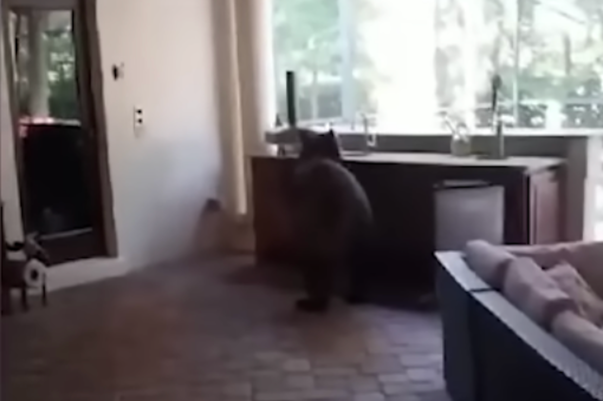 Video Shows a Three-Legged Bear Breaking Into a Family's Home and Stealing 3 White Claws